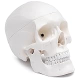 Cranstein A-210 Cráneo anatómico | Estudios y formación médica | Modelo de anatomía del cráneo | modelo de calavera
