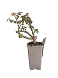 Rosal Arbustivo Rosa de Exterior – Planta Natural con Rosas Ideal Para laTerraza o el Balcón