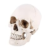 Modelo de calavera de neandertal, tamaño real, 23 x 19 x 16 pulgadas, 1 unidad, calavera humana de resina blanca, modelo de dibujo de tamaño real, réplica de dibujo para fiesta, Blanco, Moderno