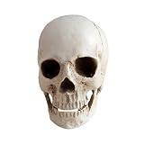 Réplica de resina médica de tamaño real de cráneo, modelo de anatomía de resina blanca, herramienta de enseñanza de alta precisión para decoración de Halloween