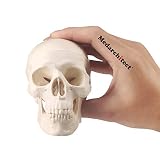 Medarchitect Modelo de cráneo pequeño tamaño de anatomía Humana Modelo de cráneo con mandíbula móvil y mandíbula articulada para Dibujar cranio educación médica, decoración, Estudiante de Arte boceto