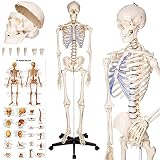 tectake® Modelo de Esqueleto humano anatómico, a Tamaño real, 181 cm